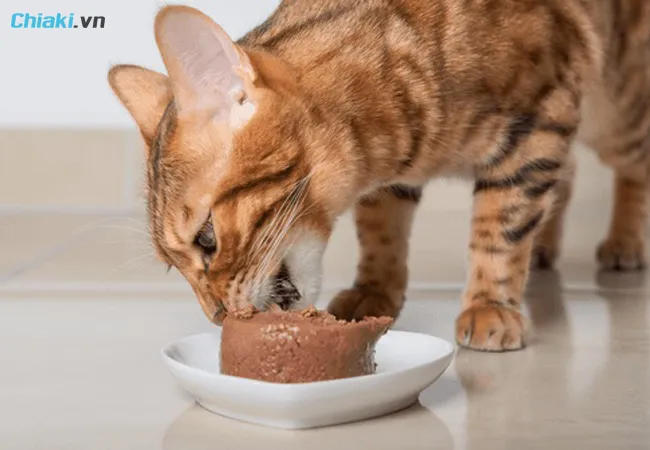 c&aacute;ch l&agrave;m pate cho m&egrave;o với t&ocirc;m