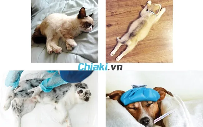 Phương ph&aacute;p chẩn đo&aacute;n hạ canxi ở ch&oacute;