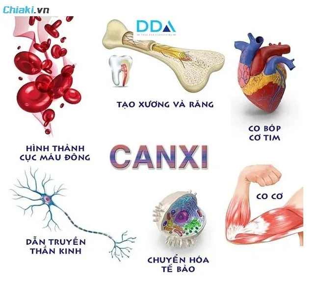 Canxi quan trọng đối với sự ph&aacute;t triển to&agrave;n diện của trẻ sơ sinh v&agrave; trẻ nhỏ