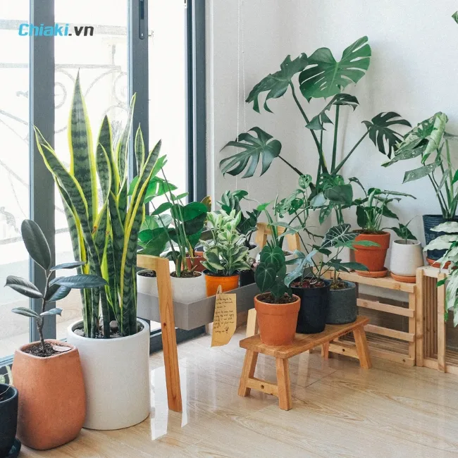 Một chậu c&acirc;y mini như sen đ&aacute;, xương rồng hoặc c&acirc;y để b&agrave;n l&agrave; m&oacute;n qu&agrave; mang &yacute; nghĩa