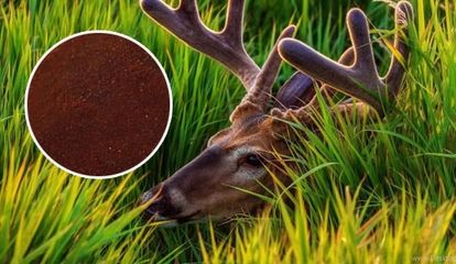 Huyết Nhung Hươu Siberia 50g - Thực Phẩm Chức Năng Bồi Bổ Sức Khỏe, Hỗ Trợ Phục Hồi Nhanh Cho Cơ Thể Yếu ớt