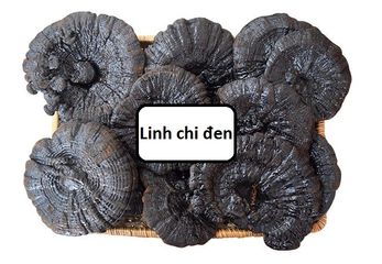 Nấm Linh Chi Đen Xích Chi Bào Tử 1kg - Sản Phẩm Quý Hiếm Từ Hàn Quốc Hỗ Trợ Sức Khỏe & Miễn Dịch Tốt Nhất