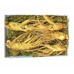 Sâm Tươi Hàn Quốc 6 Năm Tuổi - 5 Củ 1kg Loại 1 Chất Lượng Cao, Hỗ Trợ Sức Khỏe, Giàu Vitamin & Khoáng Chất