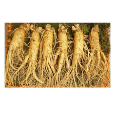 Sâm tươi Hàn Quốc 6 năm tuổi - 6 củ chất lượng cao 1kg, hỗ trợ sức khỏe tuyệt vời, sản phẩm dinh dưỡng tự nhiên chính hãng Geumsan