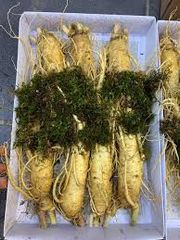 Sâm tươi Hàn Quốc 6 năm tuổi - 7 củ loại 1, 1kg - Thực phẩm chức năng tăng cường sức khỏe, hỗ trợ miễn dịch tự nhiên.