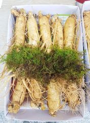 Sâm Tươi Hàn Quốc 6 Năm Tuổi - 9 Củ 1kg Loại 1 Dinh Dưỡng Cao, Hỗ Trợ Sức Khỏe, Chăm Sóc Da, Tăng Cường Trí Nhớ