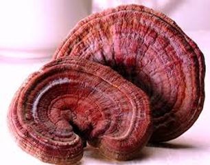 Nấm Linh Chi Đỏ Kana Nongsan Hàn Quốc 1Kg - Tăng Cường Sức Khỏe, Hỗ Trợ Tiêu Hóa Tự Nhiên, Sản Phẩm Hữu Cơ Cao Cấp