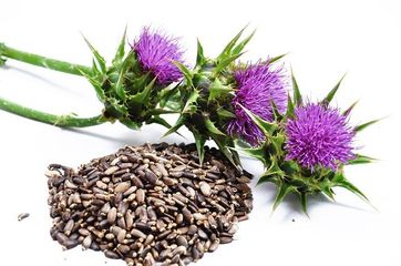 Viên Uống Hỗ Trợ Gan Đức - Milk Thistle Extract