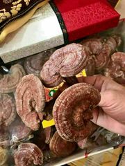 Nấm Linh Chi Núi Đá Hàn Quốc 1000g - Quà Biếu Cao Cấp Nấm Thảo Dược Tự Nhiên Bổ Sung Sức Khỏe và Tăng Cường Miễn Dịch