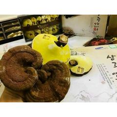 Nấm Linh Chi Gỗ Sồi SangJu Hàn Quốc 1kg - Thực Phẩm Chức Năng Tốt Cho Sức Khỏe, Giải Độc Gan, Tăng Cường Miễn Dịch