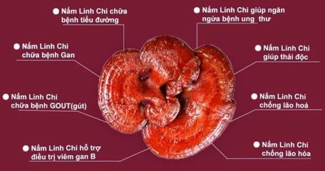 Nấm Linh Chi Đỏ Túi Xanh Wangshin Hàn Quốc 1kg - Thực Phẩm Bổ Dưỡng Tăng Cường Sức Khỏe, Thanh Lọc Cơ Thể, Hỗ Trợ Giấc Ngủ Tốt