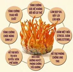 Nước đông trùng hạ thảo cao cấp Kanghwa Hàn Quốc hộp  60 gói