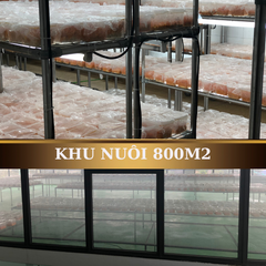 Hũ 50g Đông Trùng Hạ Thảo Khô VINAKA của Vĩnh Khang , Sấy Thăng Hoa