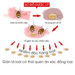 Viên diệt gián sinh học AMB hộp 8 viên - Đuổi diệt mọi loại gián nhanh chóng, an toàn cho gia đình và vật nuôi
