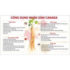 Nhân Sâm Hòa Tan CND Ginseng - Giúp Dưỡng Khớp, Hạn Chế Thoái Hóa Khớp, 20 Gói, Thực Phẩm Bảo Vệ Sức Khỏe