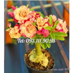 Hạt giống hoa sứ Thiên Vương Thái Lan cánh vàng cam – 2089