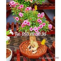 Hạt giống hoa sứ Thái Lan cánh tiên 5 cánh màu hồng – 2088