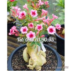 Hạt giống hoa sứ Thái Lan cánh tiên 5 cánh màu hồng – 2088