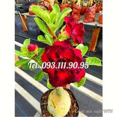 Hạt giống hoa sứ Thiên Vương cánh đỏ viền đen hoa to – 2087