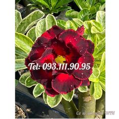 Hạt giống hoa sứ Thiên Vương cánh đỏ viền đen hoa to – 2087