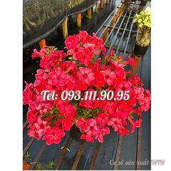 Hạt giống hoa sứ đỏ Taiwan nhiều hoa - Bịch 10 hạt – Mã số 2086 127070