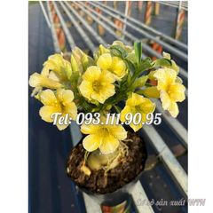 Hạt giống hoa sứ 5 cánh tròn màu vàng Đài Loan – Mã số 2085