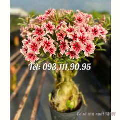 Hạt giống hoa sứ giống Đài Loan màu hồng cánh nhọn – 2083