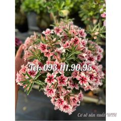 Hạt giống hoa sứ giống Đài Loan màu hồng cánh nhọn – 2083
