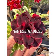 Hạt giống hoa sứ kép Thiên Vương cẩm thạch – Mã số 2079