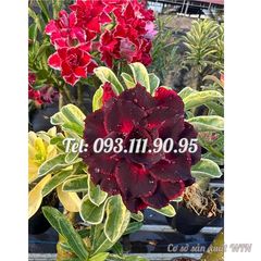 Hạt giống hoa sứ kép Thiên Vương cẩm thạch – Mã số 2079