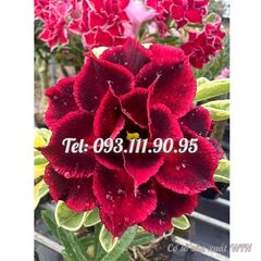 Hạt giống hoa sứ kép Thiên Vương Đài Loan - Mã số 2078
