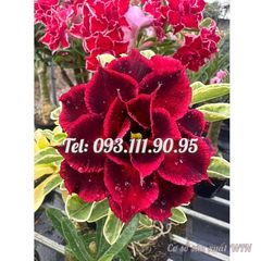 Hạt giống hoa sứ kép Thiên Vương Đài Loan - Mã số 2078
