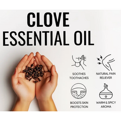 Tinh Dầu Đinh Hương Clove Oil Ấn Độ 2 ml