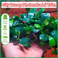 Chậu Cây Thủy Sinh Bucep Phalandra Lá Tròn - Tiền Cảnh Đẹp Cho Bể Cá, Màu Sắc Đổi Thay Tùy Điều Kiện Thủy Sinh