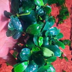 Chậu Cây Thủy Sinh Bucep Phalandra Lá Tròn - Tiền Cảnh Đẹp Cho Bể Cá, Màu Sắc Đổi Thay Tùy Điều Kiện Thủy Sinh