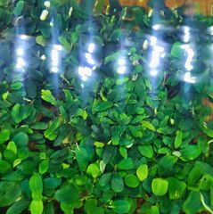 Chậu Cây Thủy Sinh Bucep Phalandra Lá Tròn - Tiền Cảnh Đẹp Cho Bể Cá, Màu Sắc Đổi Thay Tùy Điều Kiện Thủy Sinh