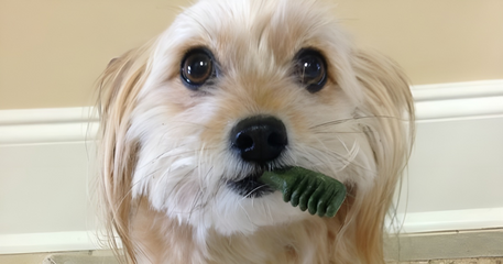 Bánh Thưởng Cho Cún Greenies Teenie Dental 2-7kg - Combo 5c Chăm Sóc Răng Miệng Dinh Dưỡng Cho Chó Yêu