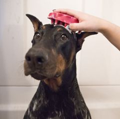 Bàn Chải Lông Cho Cún 2 Màu Xanh Và Hồng (Kong ZoomGroom Size To)