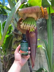 Đại hồi tán D'Vi Nature Giảm Đau Hiệu Quả - Sản Phẩm Chăm Sóc Sức Khỏe Tự Nhiên, Giúp Bạn Thoải Mái Chưa Từng Có