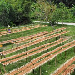 Nhang Trầm Hương Noom Tự Nhiên - Không Hóa Chất, Thư Giãn & Thanh Lọc Không Khí, Sức Khỏe Được Bảo Vệ