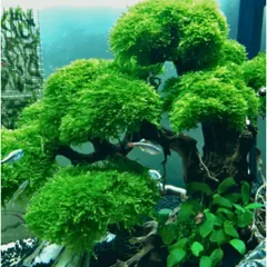 Rêu Mini TaiWan Lá Nước || Rêu Gắn Bonsai, Rêu Gắn Lũa Đá Thủy Sinh | Rêu Mini Taiwan Thủy Sinh
