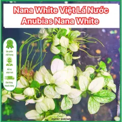 Ráy Nana White Việt Đột Biến - Cây Trang Trí Tiền Cảnh Đẹp, Dễ Chăm Sóc, Phát Triển Chậm, 2-5cm