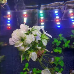 Ráy Nana White Việt Đột Biến - Cây Trang Trí Tiền Cảnh Đẹp, Dễ Chăm Sóc, Phát Triển Chậm, 2-5cm