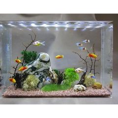 Nhíp Cắm Cây Thủy Sinh 38cm - Dụng Cụ Trồng Cây Bể Thủy Sinh, Thép Không Gỉ, Linh Hoạt Cho Cây Cạn Và Dưới Nước