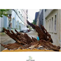Lũa San Đá Trang Trí Bể Thủy Sinh - Miếng Nhiều Kích Thước Tự Nhiên Đẹp, Hình Dáng Độc Đáo Cho Bể Cá Cảnh