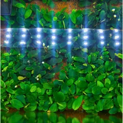 Cây Bucep Phalandra Lá Tròn Thủy Sinh - Cây Trang Trí Tiền Cảnh Cho Bể Cá - Màu Sắc Độc Đáo, Dễ Chăm Sóc