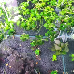 Ráy Thủy Sinh Nana Petite - Cây Anubias Nhỏ Lý Tưởng Cho Tiền Cảnh Bể Cá - Dễ Chăm Sóc, Phát Triển Chậm, Lá Nhỏ, Hàng Chuẩn Thái