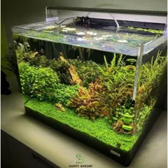 Hồ Đúc Uốn Cong Cạnh Kính Siêu Trong - Bể Thủy Sinh, Cá Cảnh, Nuôi Tép Đẹp Mắt, Kích Thước Đa Dạng 30-60cm
