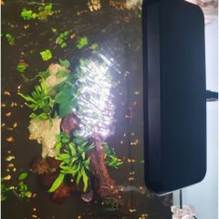 Đèn Thủy Sinh DEYAO CF-02 Đỏ Cá Không Đỏ Nước Công Suất 13W Led: Rgb 3 In 1 | Đèn Deyao CF-02