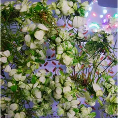Ráy Nana Petite White - Cây Thủy Sinh Đẹp Lá Nhỏ, Phù Hợp Trồng Tiền Cảnh, Dễ Chăm Sóc, Thích Nghi Điều Kiện Ánh Sáng Thấp